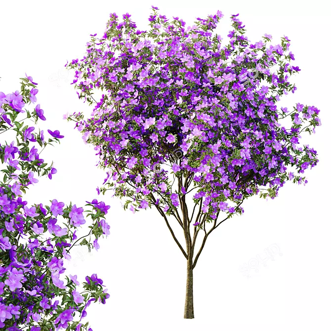 Tropical Tibouchina Princess Tree Model 3D model image 3