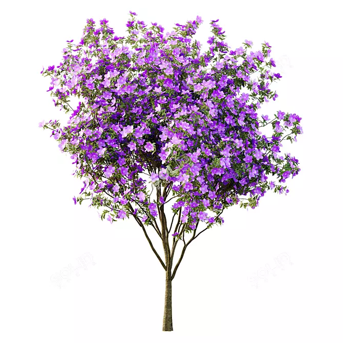 Tropical Tibouchina Princess Tree Model 3D model image 5