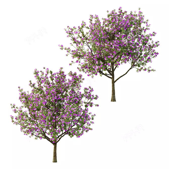 Tibouchina Glory Tree Beauty 3D model image 1