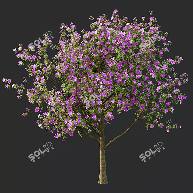 Tibouchina Glory Tree Beauty 3D model image 3