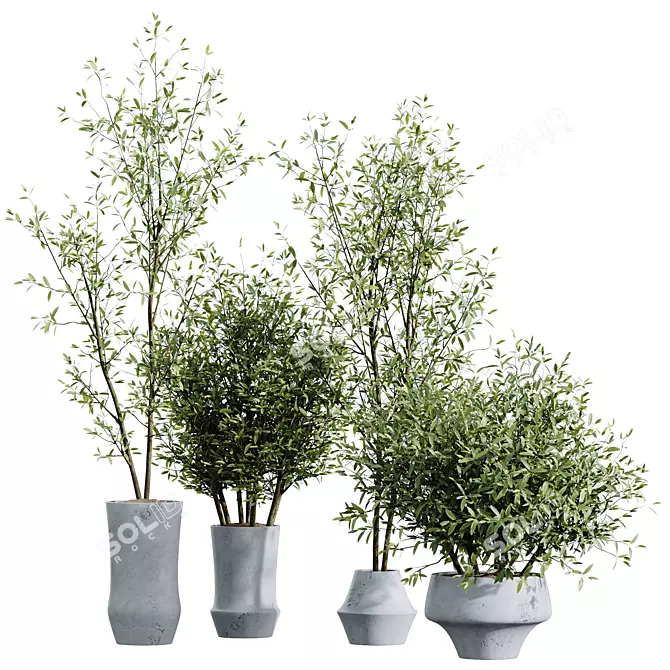 Mediterranean Joyplants Olive Tree Set 3D model image 1