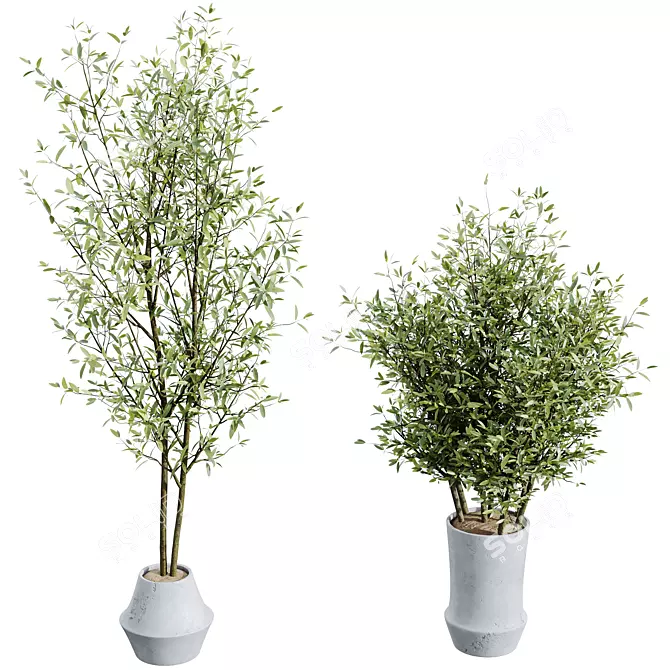 Mediterranean Joyplants Olive Tree Set 3D model image 3