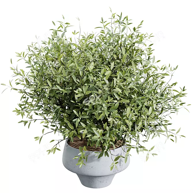 Mediterranean Joyplants Olive Tree Set 3D model image 4