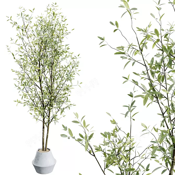 Mediterranean Joyplants Olive Tree Set 3D model image 5