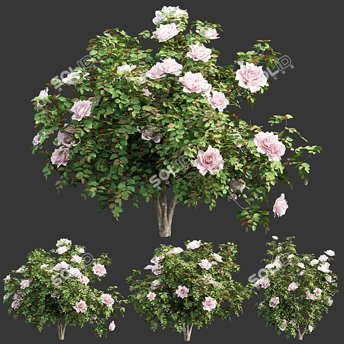 Vol 74 Rose Bush Collection 3D model image 1