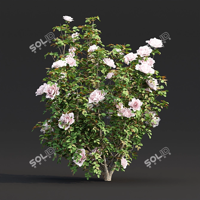 Vol 74 Rose Bush Collection 3D model image 4