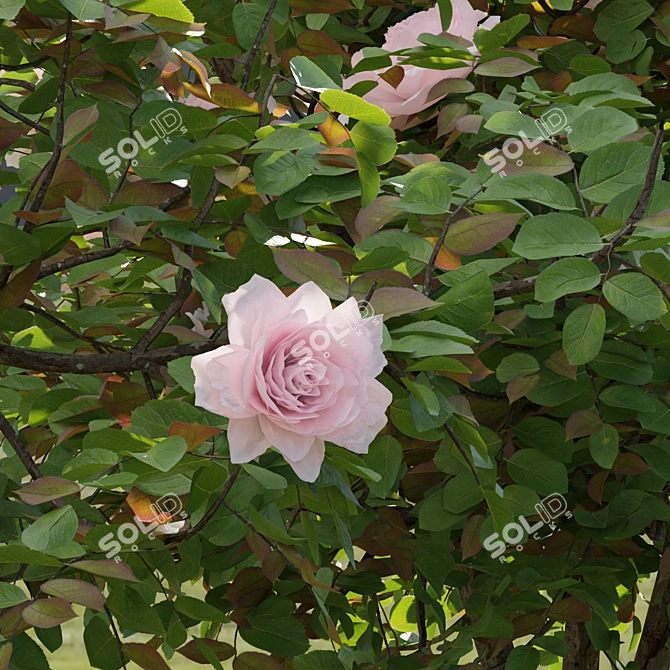 Vol 74 Rose Bush Collection 3D model image 6