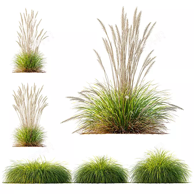 Gold Carex & Karl Foerster Grass 3D model image 1