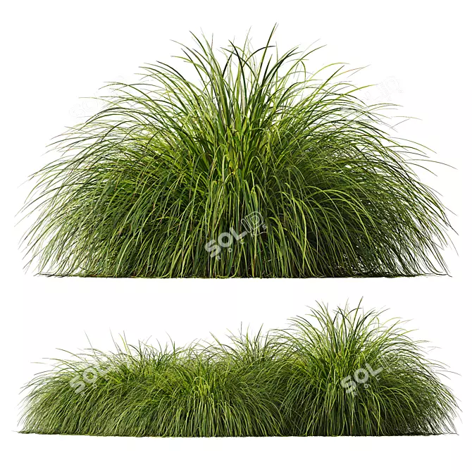 Gold Carex & Karl Foerster Grass 3D model image 3