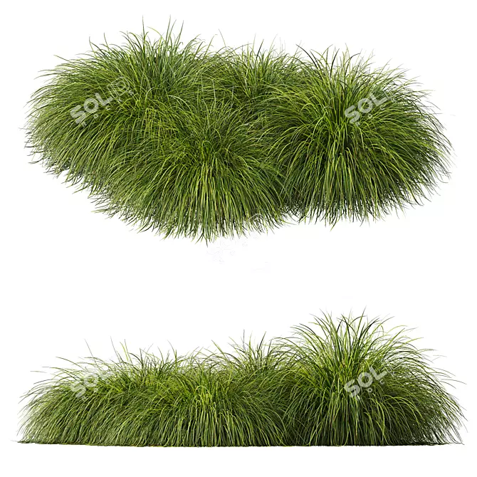 Gold Carex & Karl Foerster Grass 3D model image 4