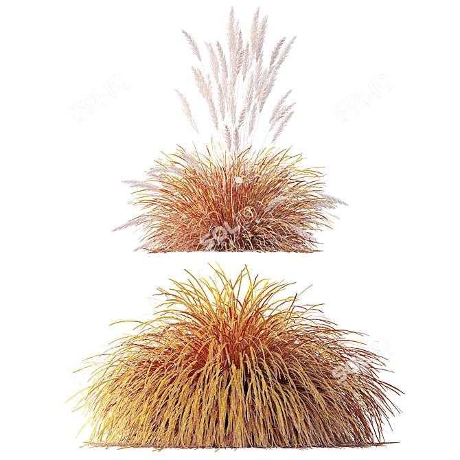 Gold Carex & Karl Foerster Grass 3D model image 5