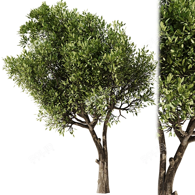  Modern Olive Tree Vray 3D 3D model image 1