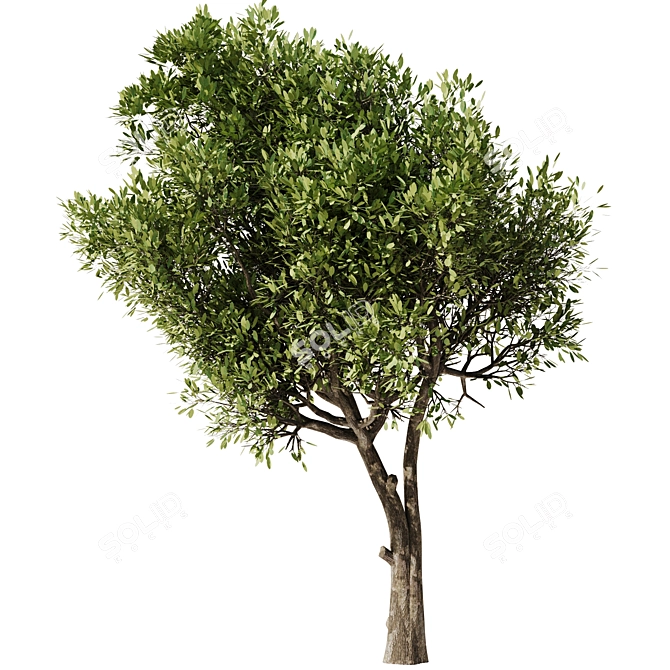  Modern Olive Tree Vray 3D 3D model image 2