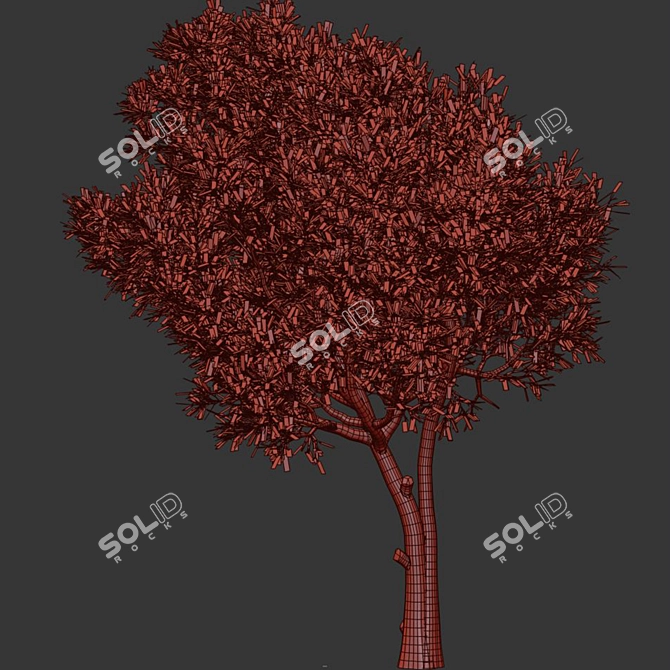  Modern Olive Tree Vray 3D 3D model image 4