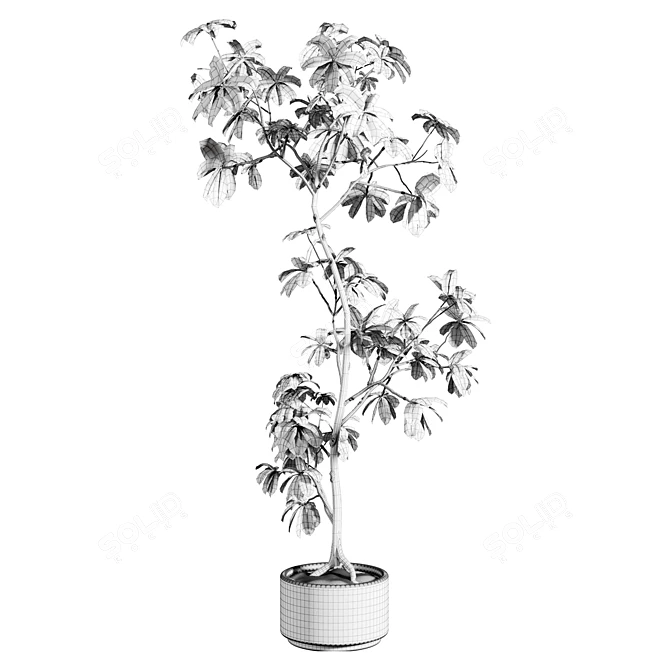 Custom 3D Schefflera Plant Model 3D model image 3