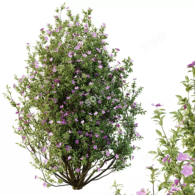 Tibouchina Semidecandra Tree Model 3D model image 2