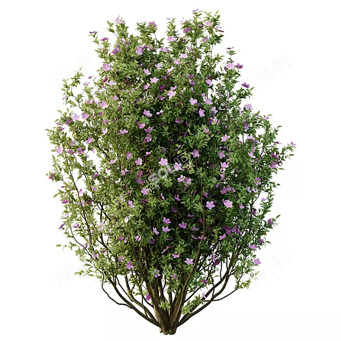 Tibouchina Semidecandra Tree Model 3D model image 3