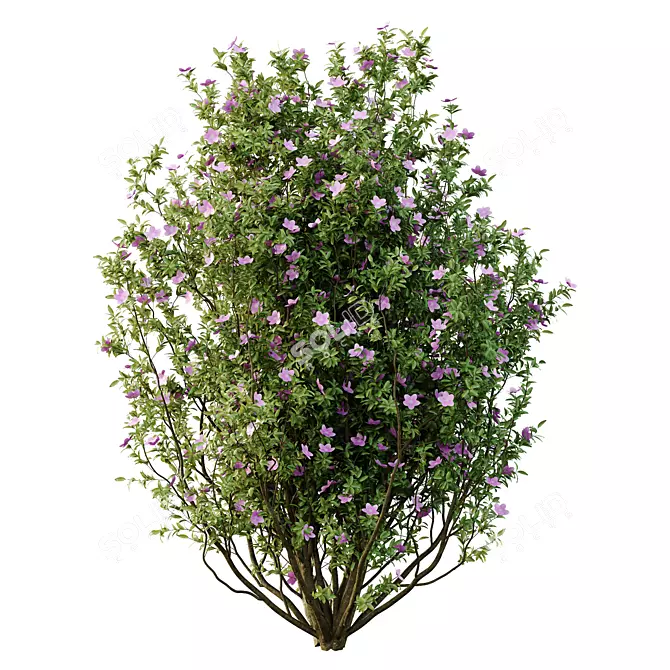 Tibouchina Semidecandra Tree Model 3D model image 5