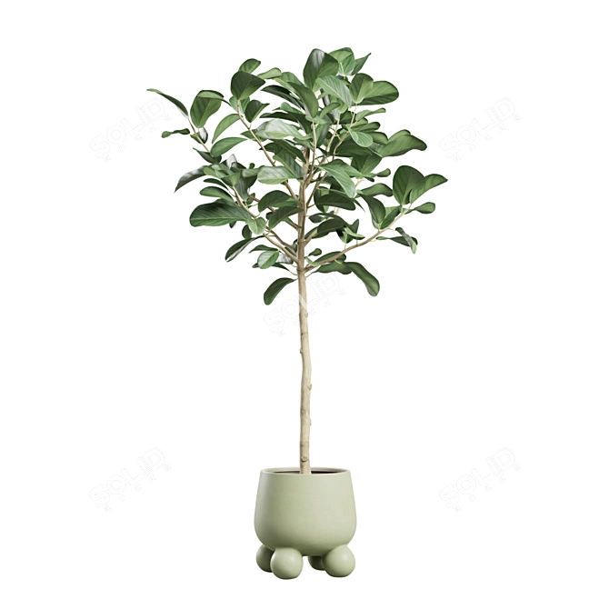 Exotic Indoor Plants Collection Bundle 3D model image 6