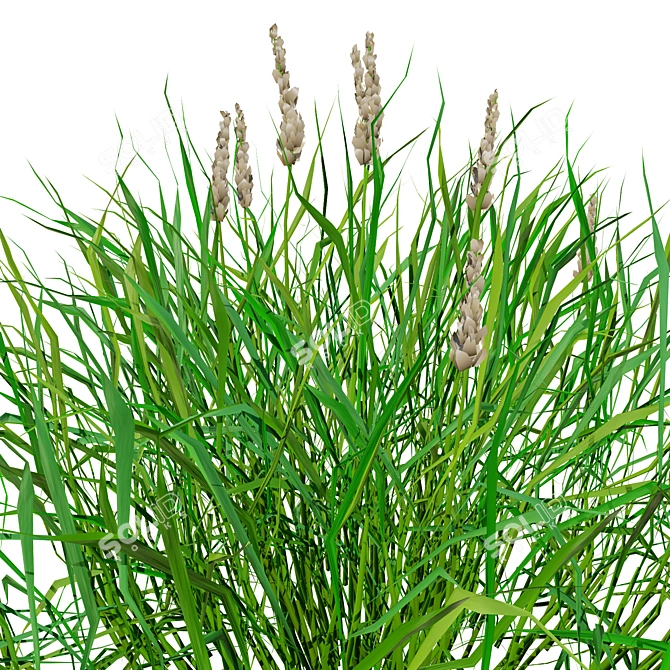 Realistic 3D Grass Model: Versatile Texture 3D model image 4