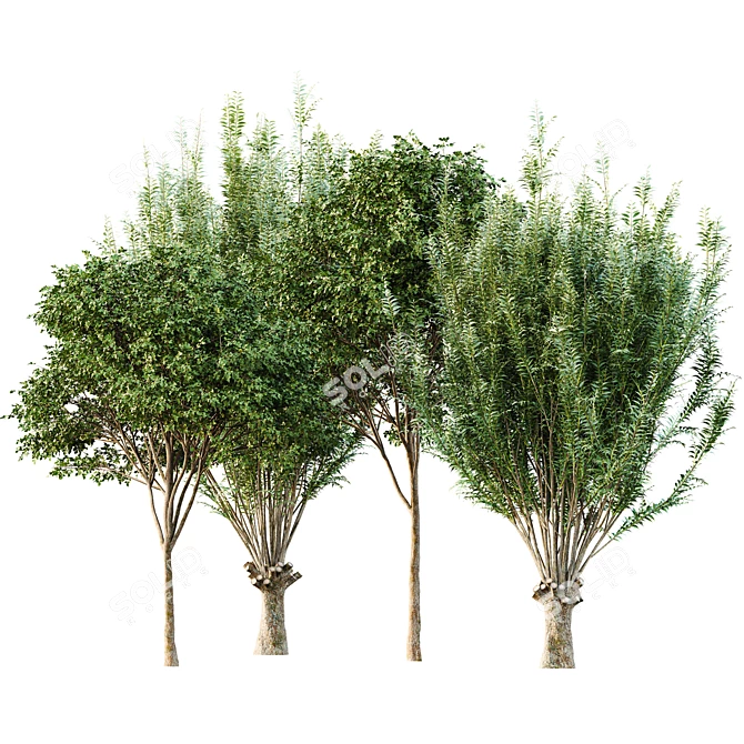 Archived Gray Alder & Pollard Willow 3D model image 1