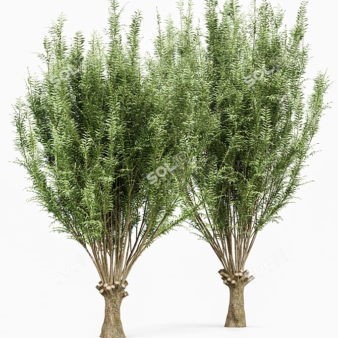 Archived Gray Alder & Pollard Willow 3D model image 4