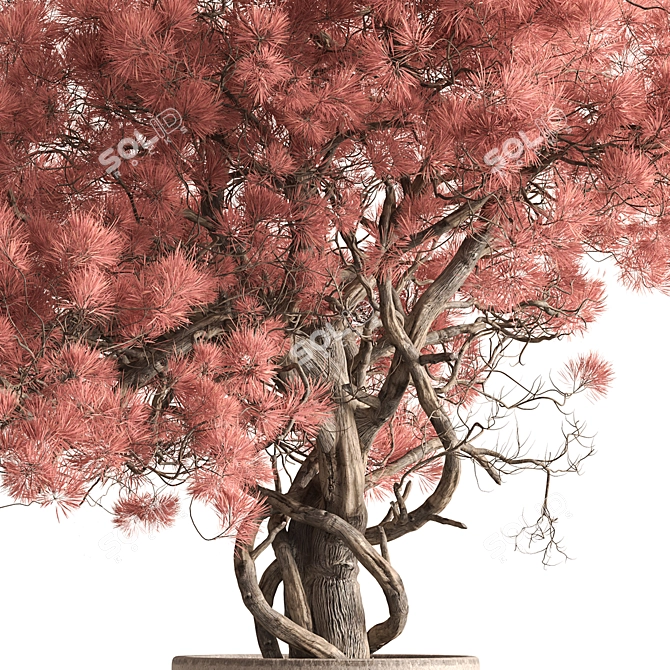 Tree in Pot - Indoor Beauty 3D model image 2