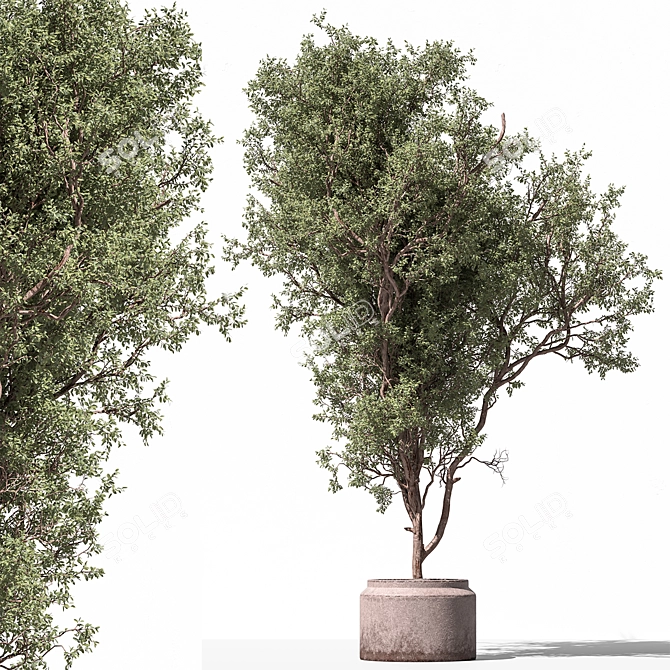 Unique Tree in Pot Option 3D model image 1