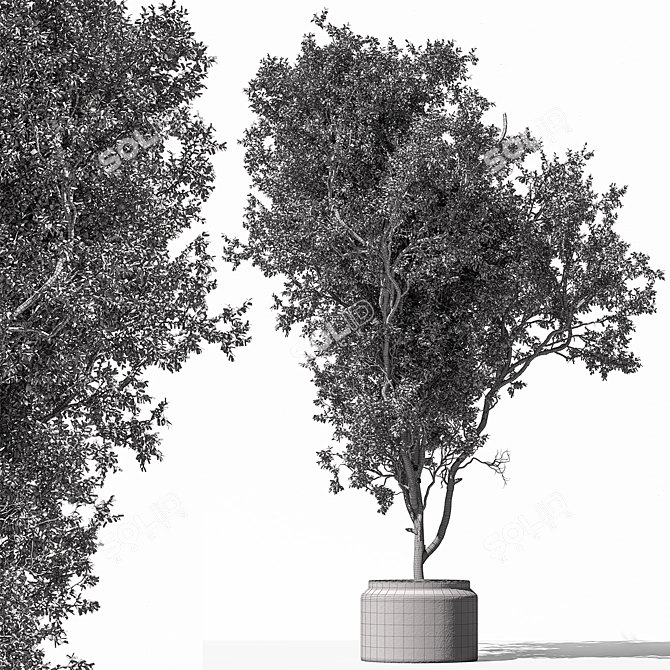 Unique Tree in Pot Option 3D model image 4