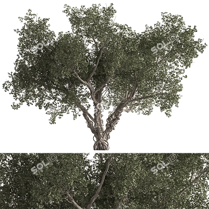 Rustic Populus Tree Collection 3D model image 1