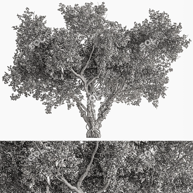 Rustic Populus Tree Collection 3D model image 3