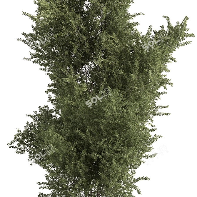 Acacias Tree Set 337: Green Beauty 3D model image 2