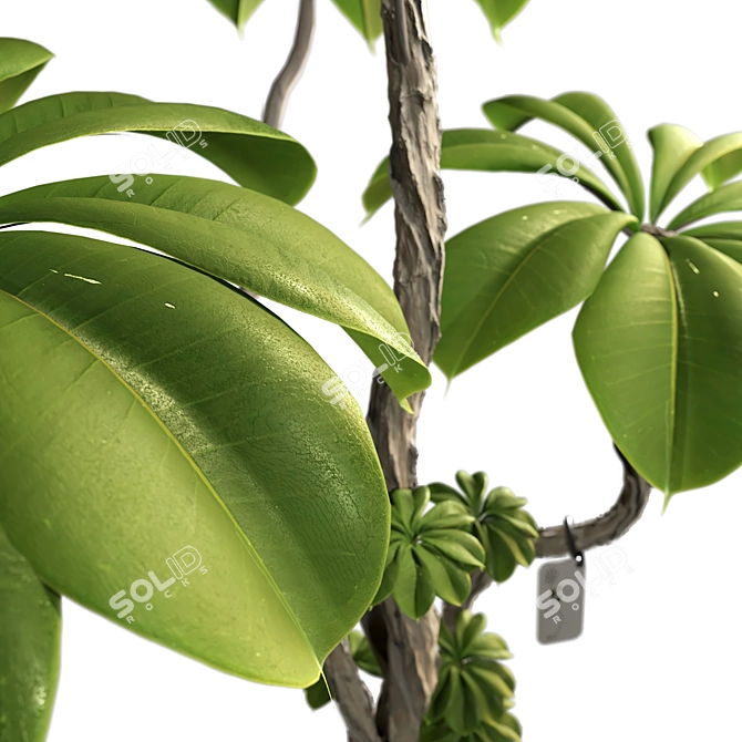 3D Tree Plant Model Collection 3D model image 3