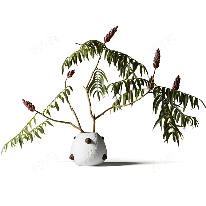 Acacia Branch in White Clay Vase 3D model image 1