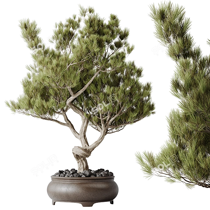 Bonsai & Olive Indoor Plant Set 3D model image 2