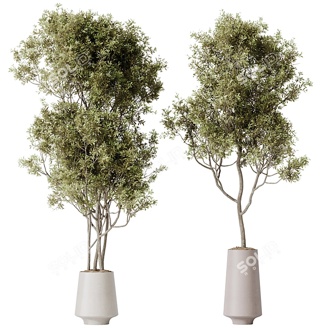 Bonsai & Olive Indoor Plant Set 3D model image 3