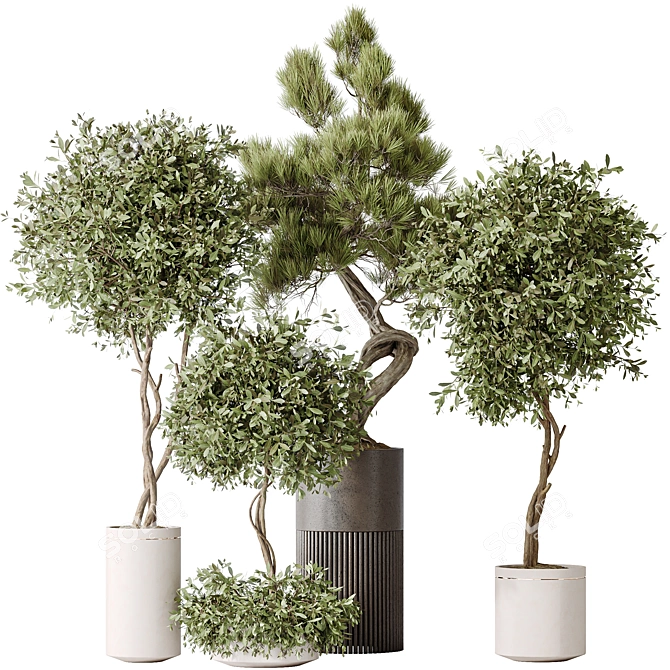 Bonsai Pinus & Artificial Olive Set 3D model image 1