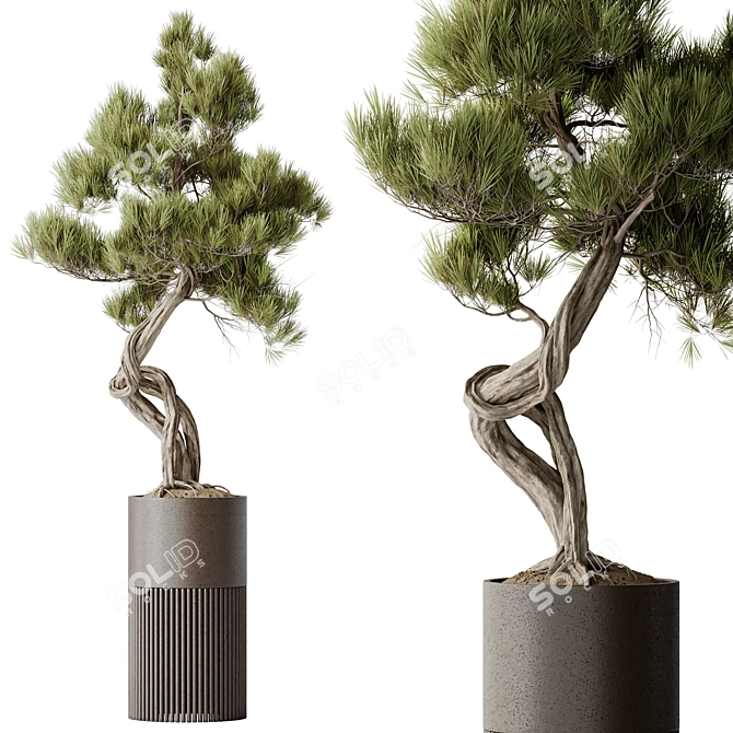 Bonsai Pinus & Artificial Olive Set 3D model image 3