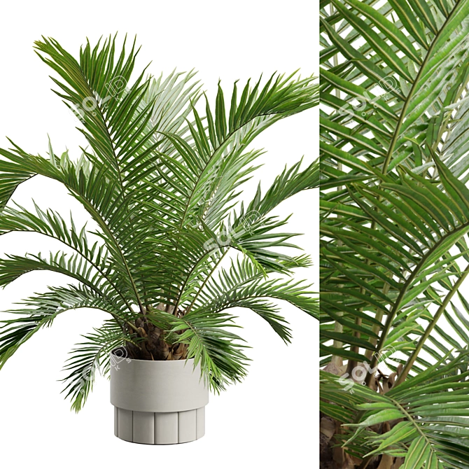 Exotic Sago Palm Ornamental Plant 3D model image 2