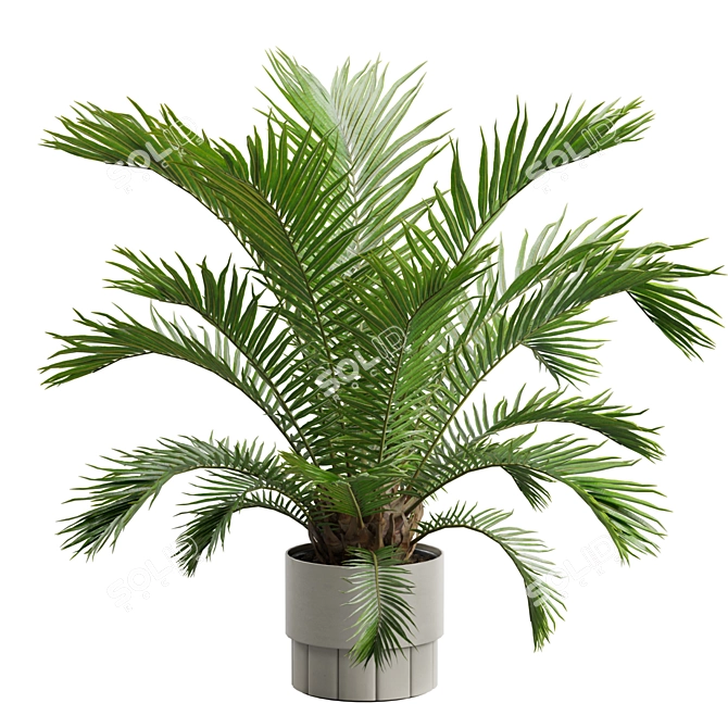 Exotic Sago Palm Ornamental Plant 3D model image 6