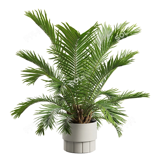 Exotic Sago Palm Ornamental Plant 3D model image 7