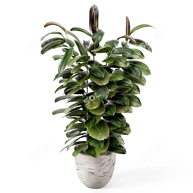 Rustic Indoor Plants Set 2433 3D model image 1