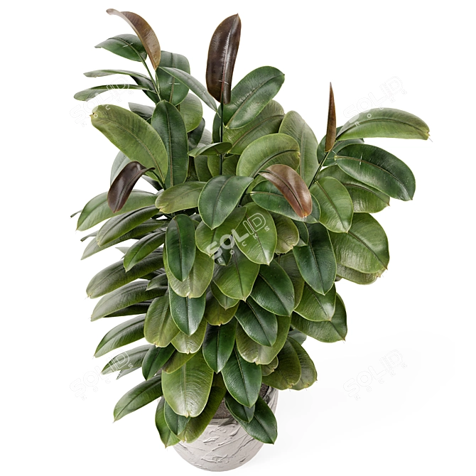 Rustic Indoor Plants Set 2433 3D model image 2