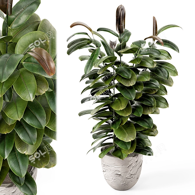 Rustic Indoor Plants Set 2433 3D model image 3