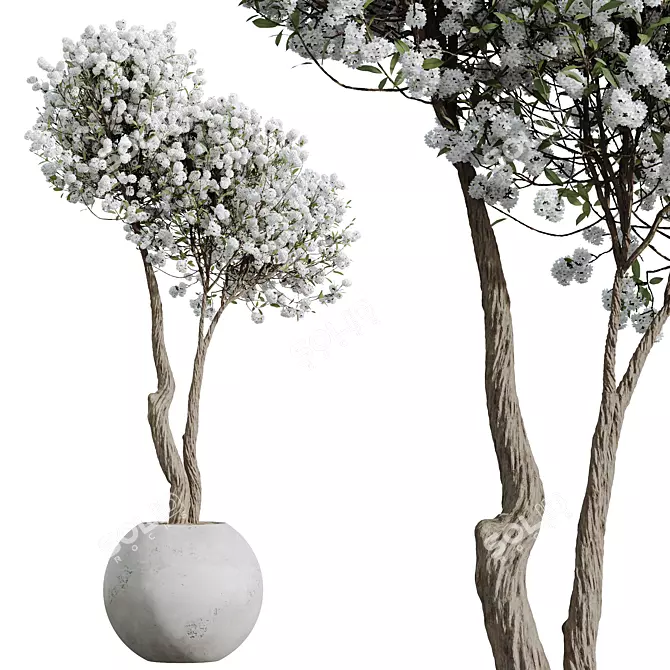 Cherry Blossom Tree St. Tropez Planter 3D model image 3