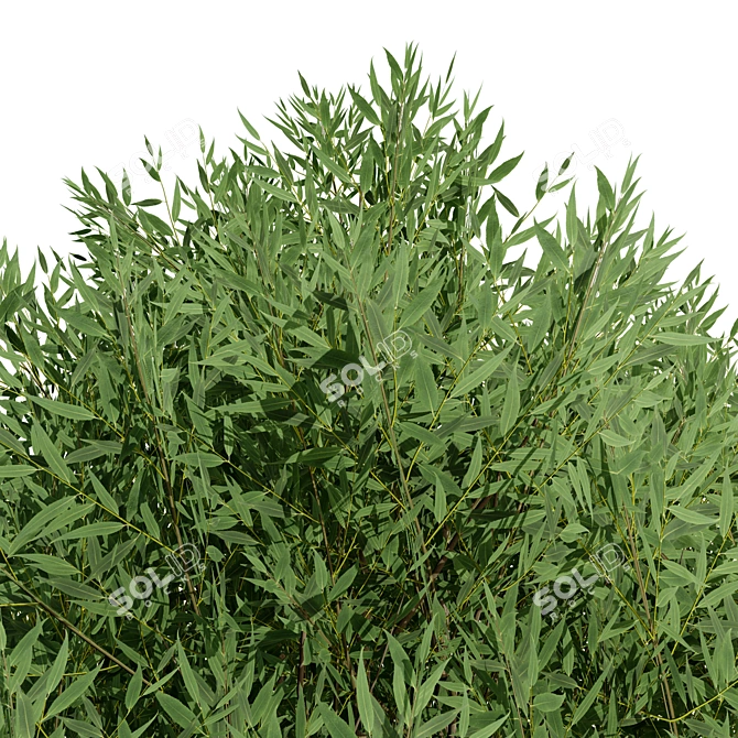 Low Poly Salix Alba Tree Pack 3D model image 5