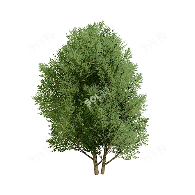 Low Poly Salix Alba Tree Pack 3D model image 6