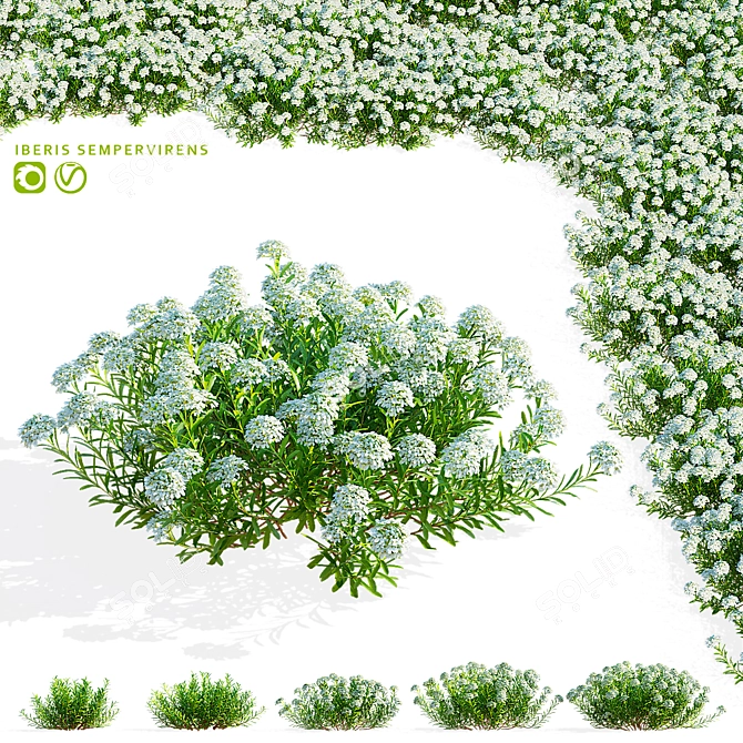 Eternal Green Iberis Flowers Pack 3D model image 1