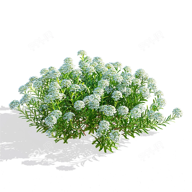 Eternal Green Iberis Flowers Pack 3D model image 2