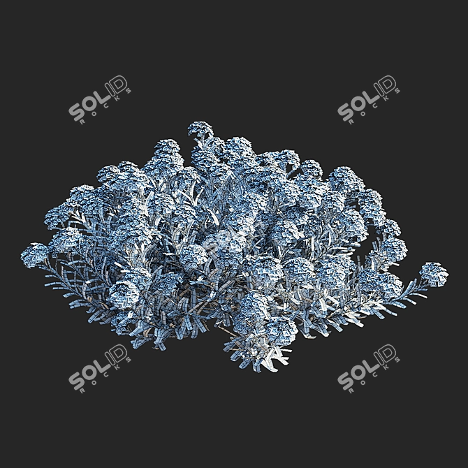 Eternal Green Iberis Flowers Pack 3D model image 3